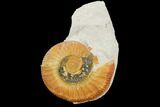 Ammonite (Ataxioceras) Fossil in Rock - Drügendorf, Germany #125859-1